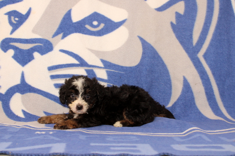 puppy, for, sale, Mini Bernedoodle F1, Matthew B. Stoltzfus, dog, breeder, Gap, PA, dog-breeder, puppy-for-sale, forsale, nearby, find, puppyfind, locator, puppylocator, aca